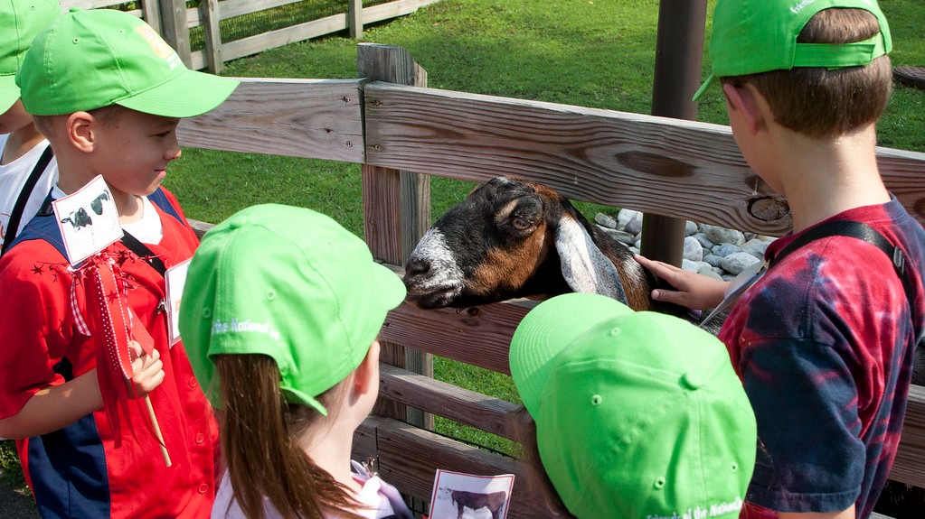 barn animals