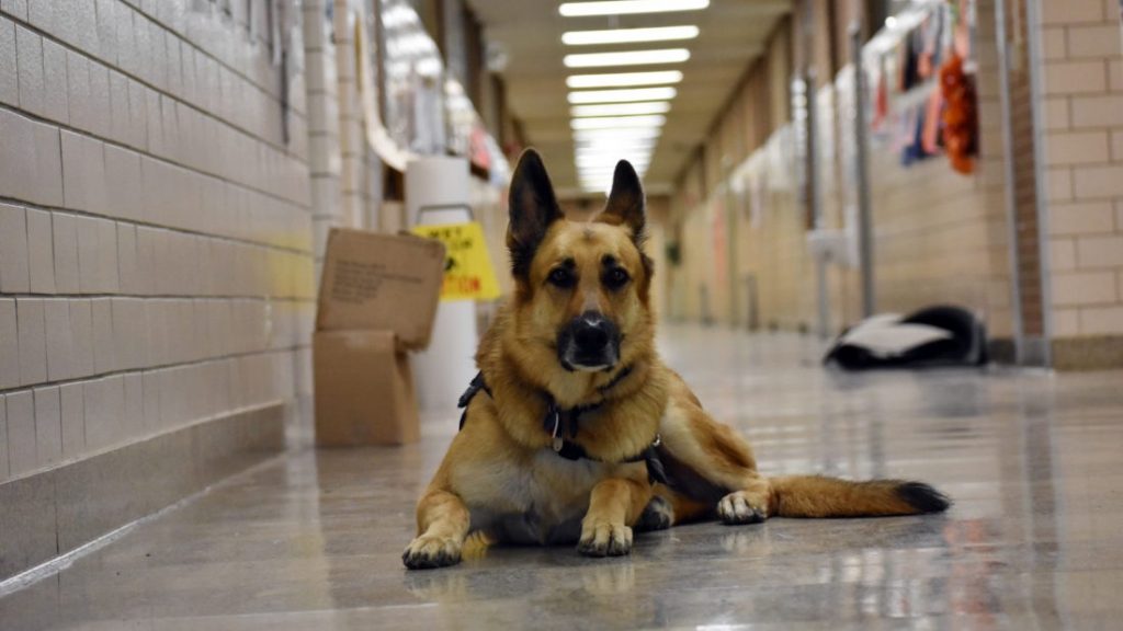 firearms detection dogs