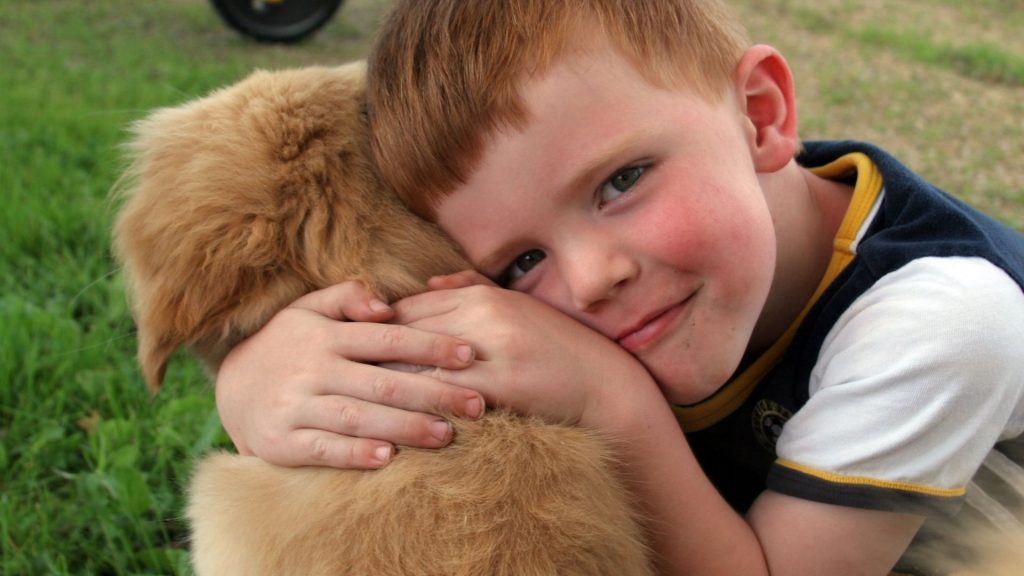 therapy dog