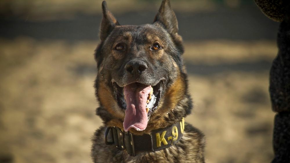 firearms detection dogs