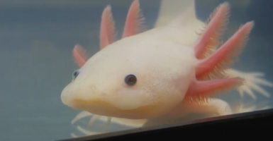 Axolotl Regeneration