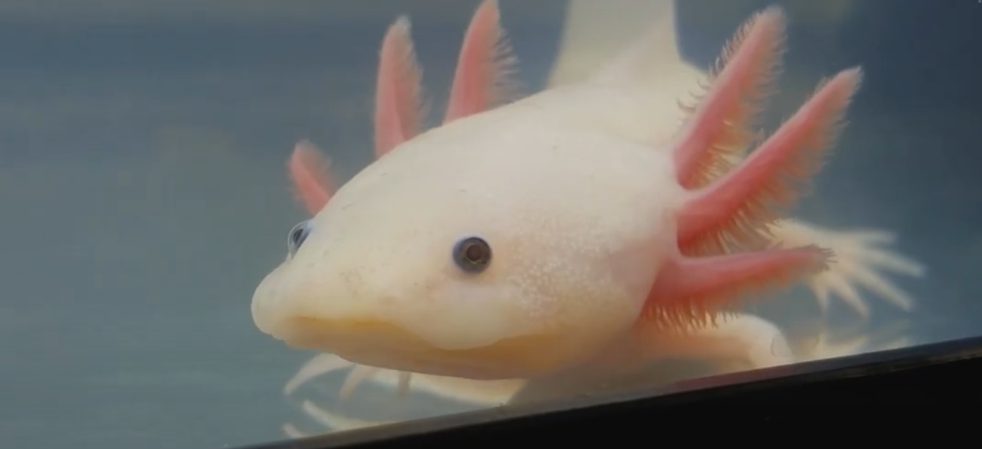 Axolotl Regeneration