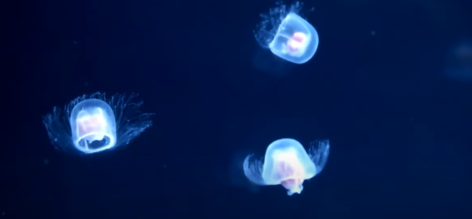 Immortal Jellyfish