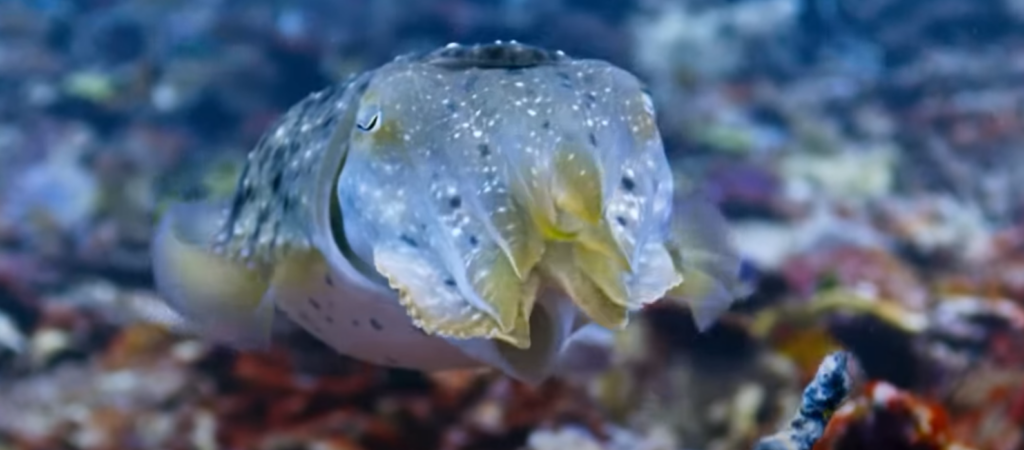 Cuttlefish Camouflage