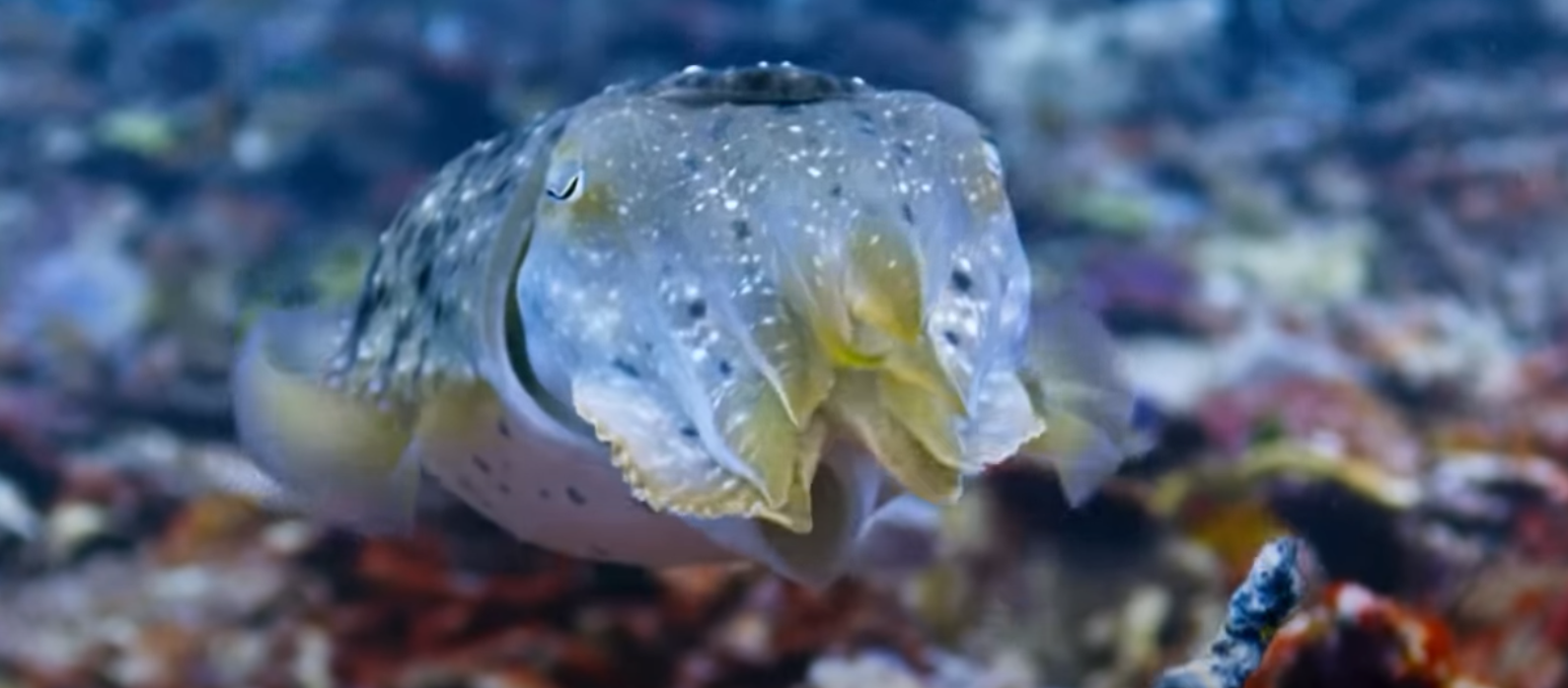 Cuttlefish Camouflage