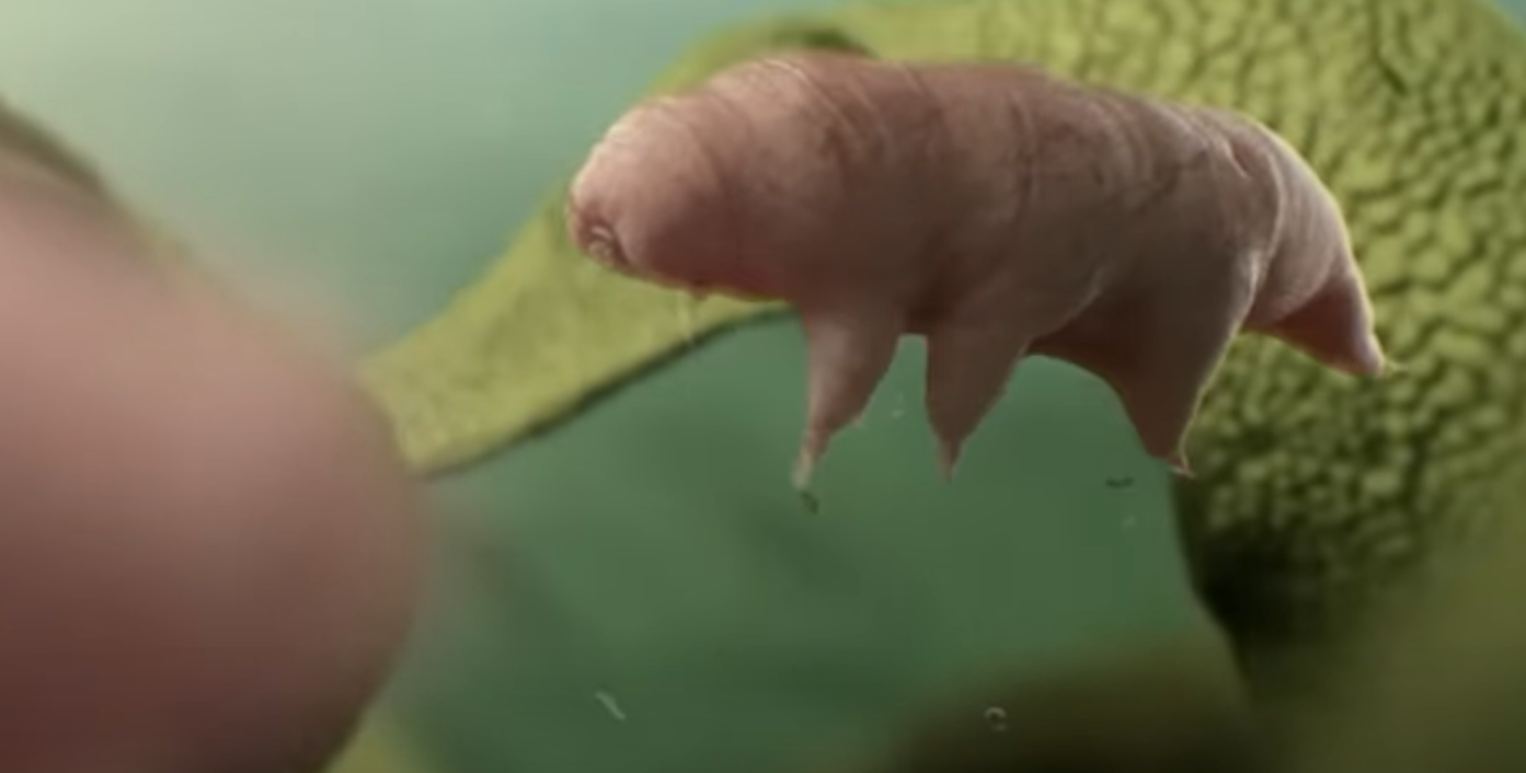 Tardigrades