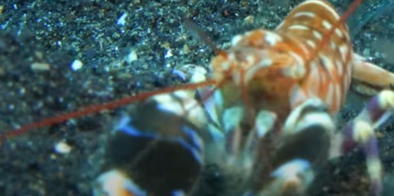 Pistol shrimp