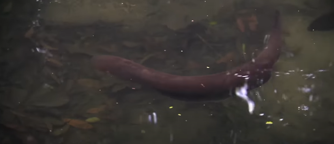 Electric eels