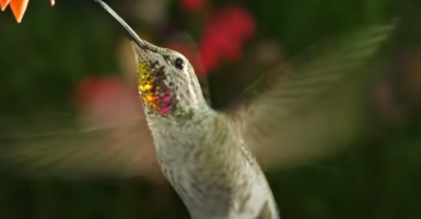 Hummingbirds