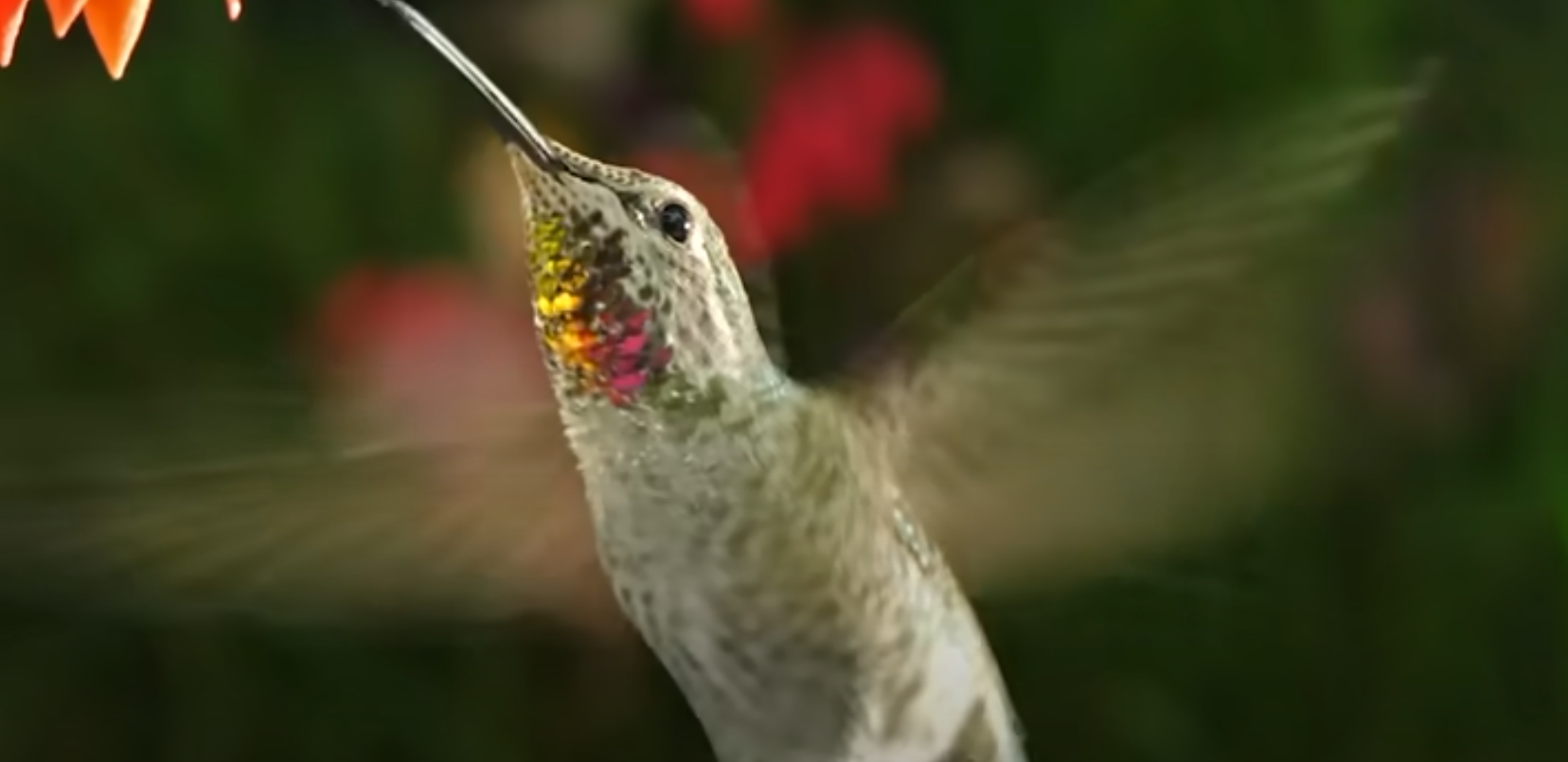 Hummingbirds