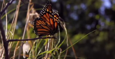 Monarch butterflies