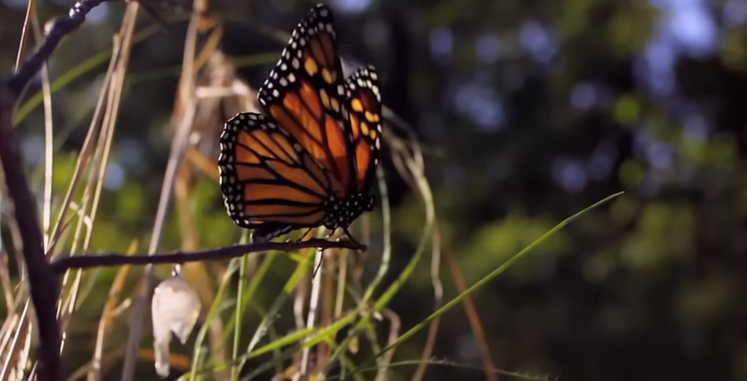 Monarch butterflies