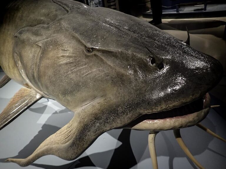Fisch Rarities 20 Animals That Are So Rare, They’re Almost Mythical