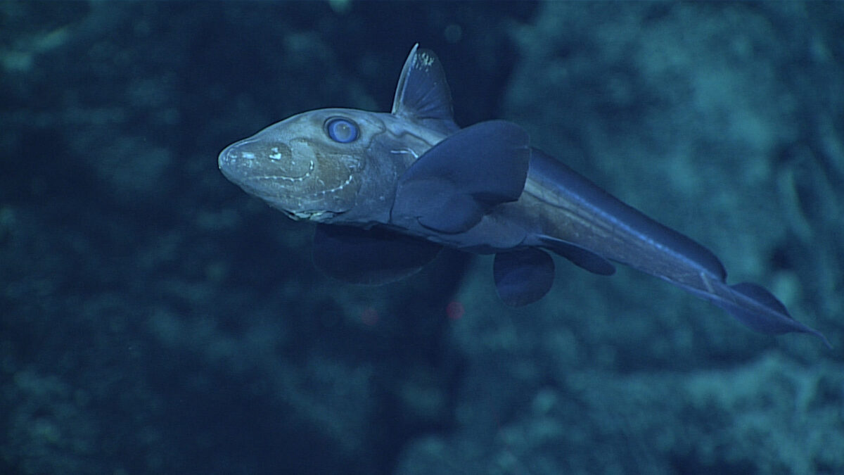 Angling’s Ultimate Challenge: 18 Rare Fish That Are Hard to Catch