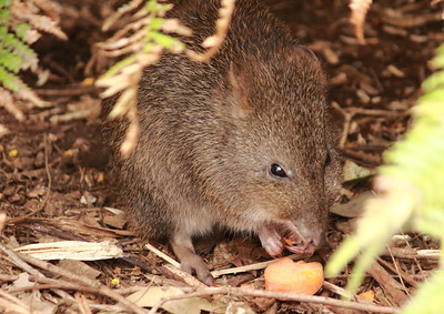 These 20 Animals That Were Thought To Be Extinct But Were Rediscovered 