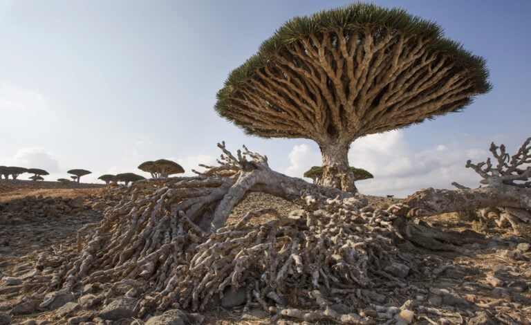 20 Unique Natural Ecosystems You've Never Heard Of