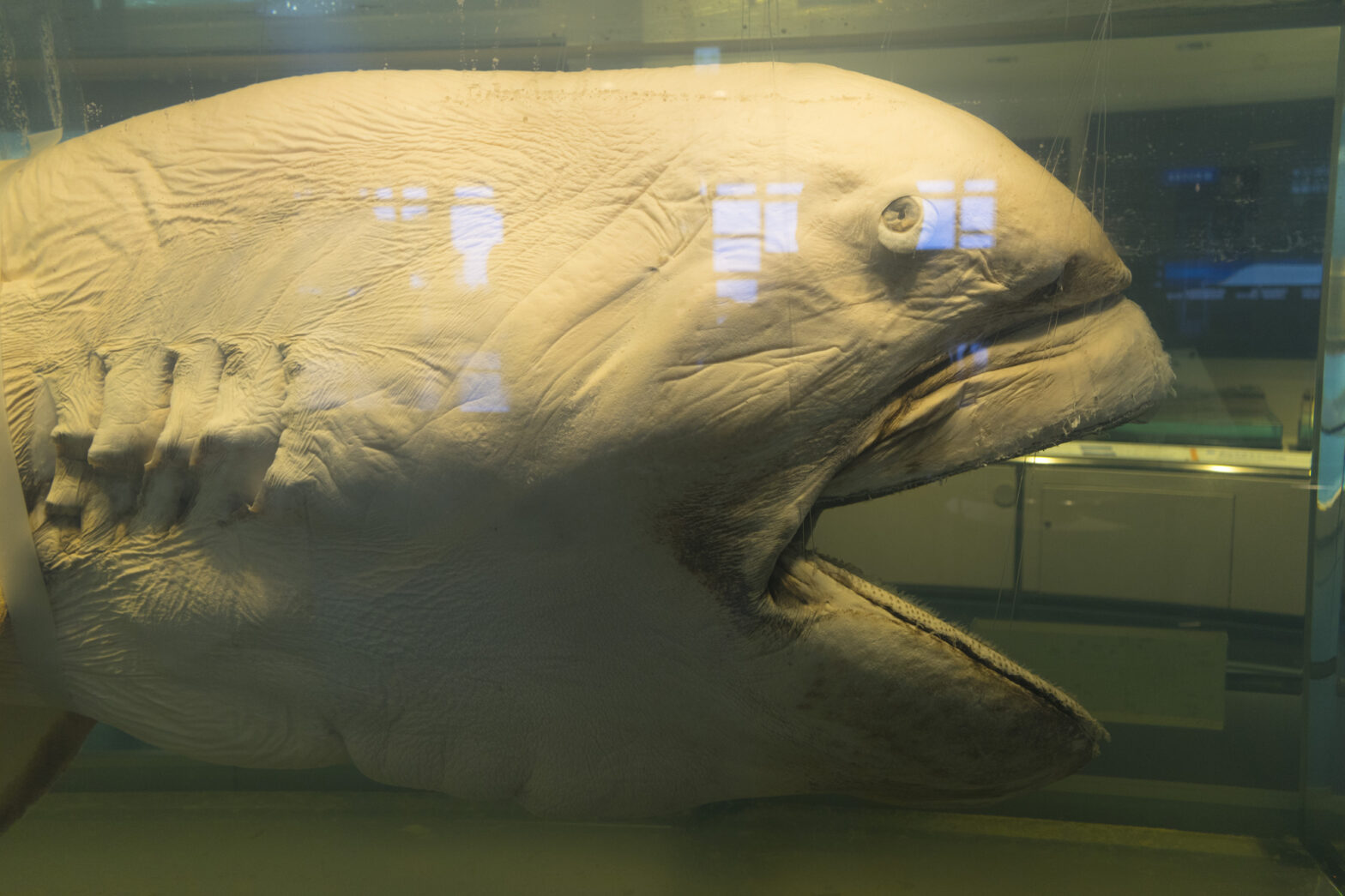 Angling’s Ultimate Challenge: 18 Rare Fish That Are Hard to Catch
