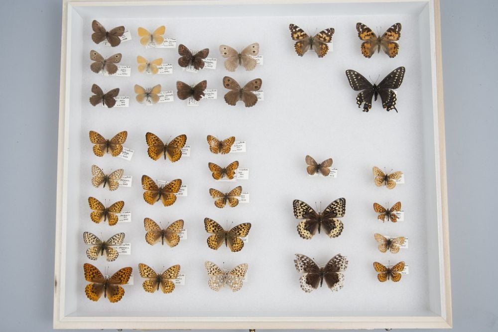 Butterfly Species Collection | Butterfly species collection.… | Flickr