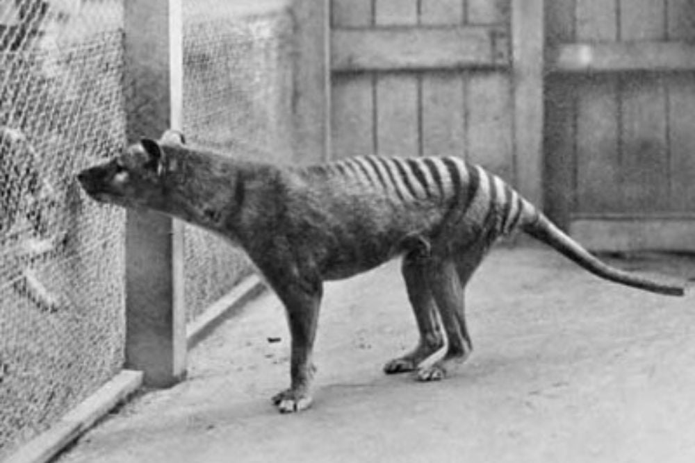 Thylacines 04 (Wiki) | Image via Wiki and is part of the pub… | Flickr