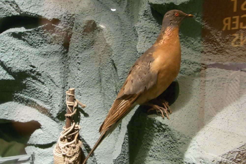 Ohio History Center (13) the last passenger pigeon died in… | Flickr