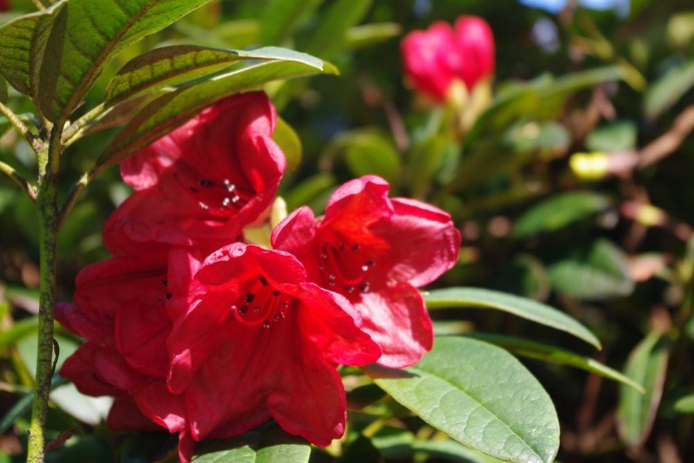 Floralia Brussels | floralia-brussels.be/ | fabonthemoon | Flickr