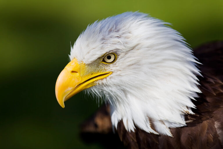 20 Animals with Strength That Puts Humans to Shame