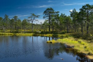 20 Sports That Are So Strange, You Won't Believe They Exist