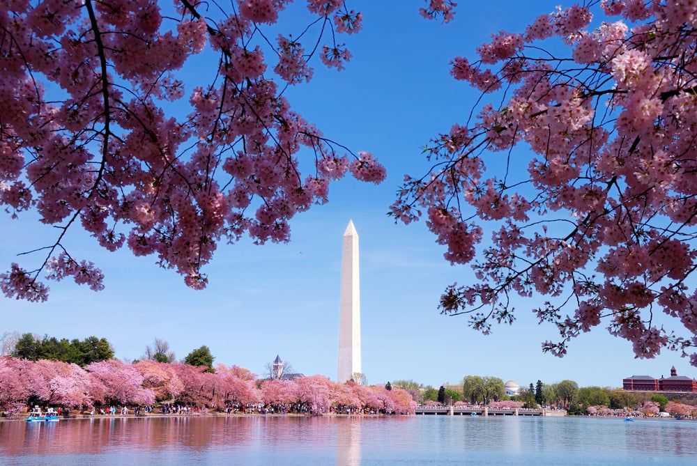 Washington DC cherry blossom — Stock Photo, Image