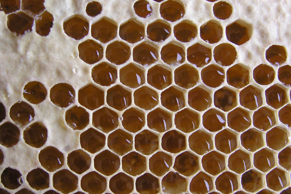 Honeycomb cells with honey | by Eva the Weaver