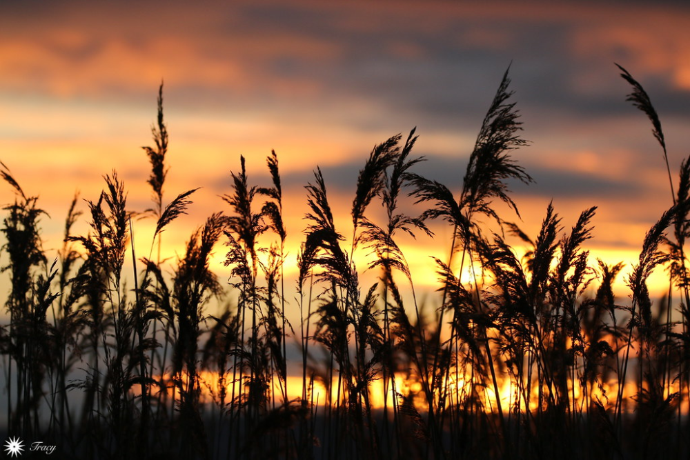 Whispers in the wind | by Trayc99