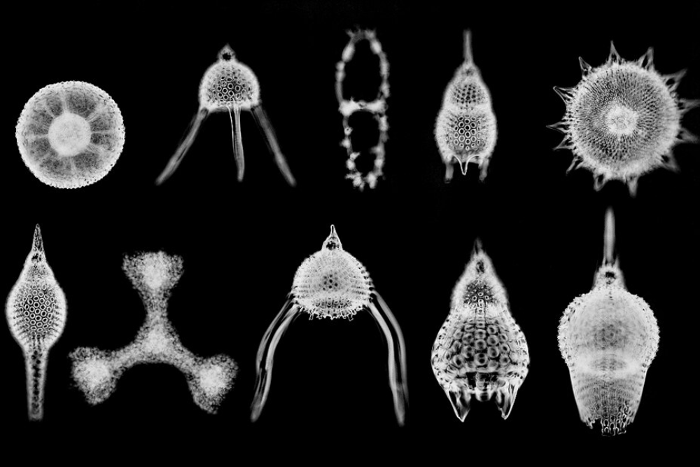 Radiolarians (10 Species) | by pali_nalu
