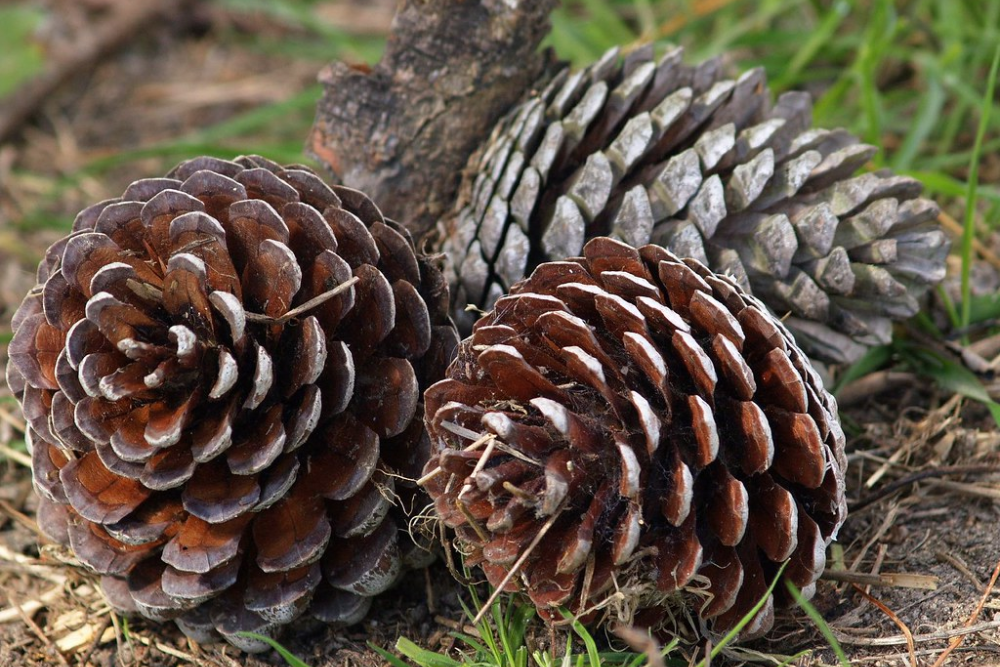 Pine Cones | by emuu!!!