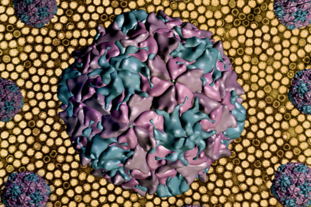 Polio Virus | by NIAID