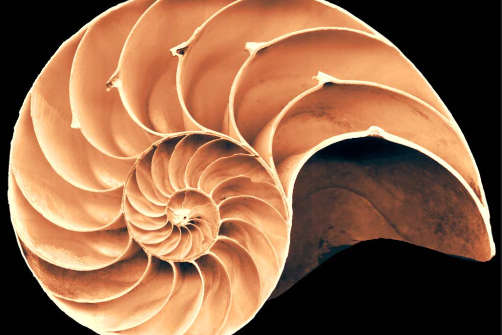 "Chamaeleo dilepis 2 | by David Bygott"