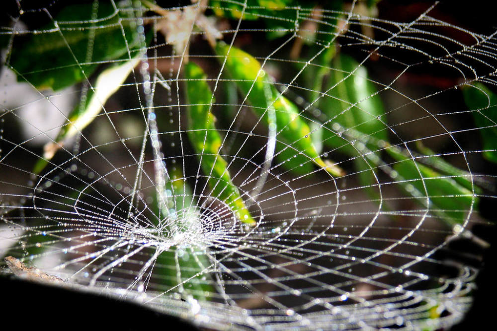 Spider Web Gravity Well | by Automania