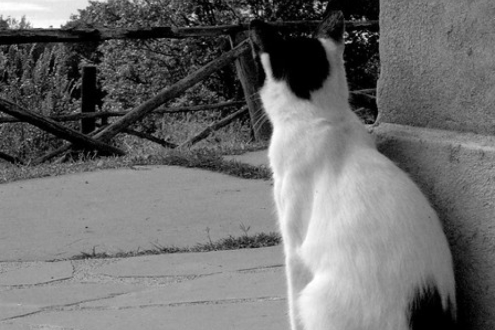 Untitled | by Ferdi Adorno