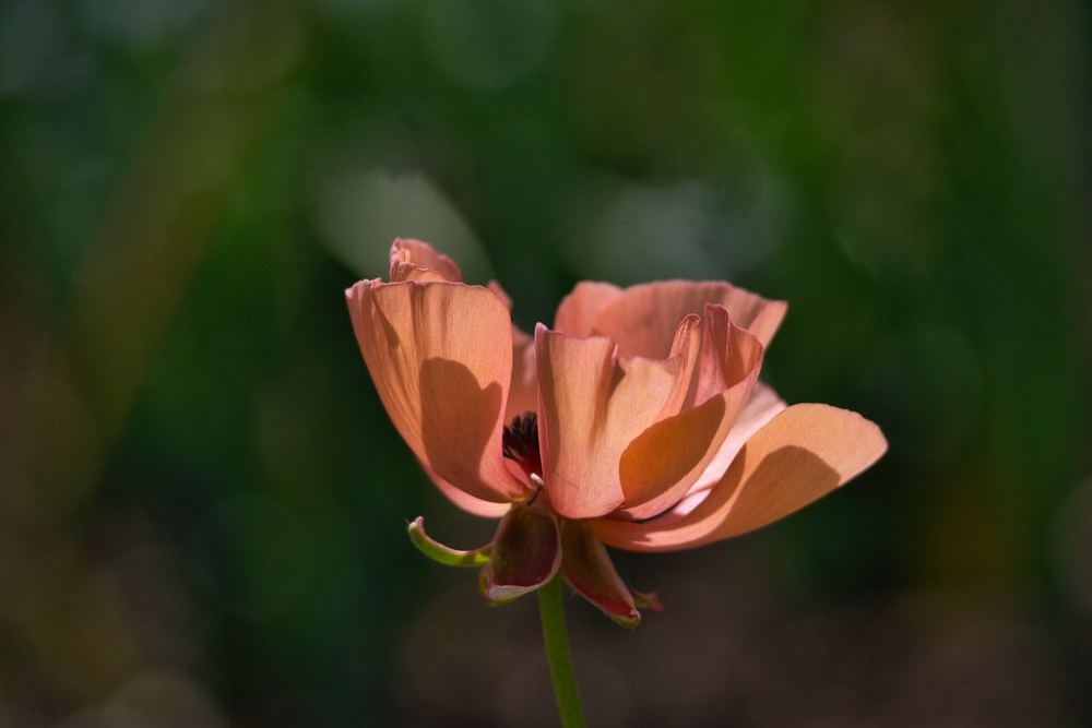 Flowers among dry grass | by AR.VID