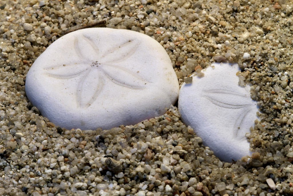Sand Dollars | by arbyreed