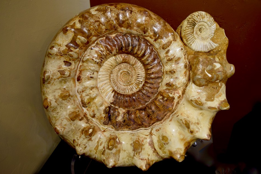 Huge Ammonite Fossil | by fossiled