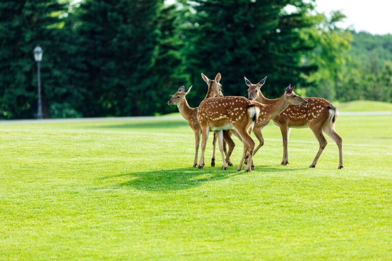 17 Warning Systems Animals Use to Survive Threats