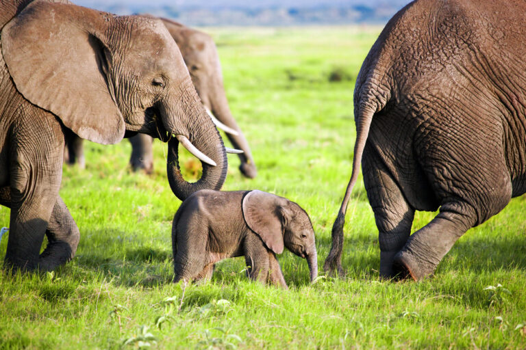 17 Warning Systems Animals Use to Survive Threats