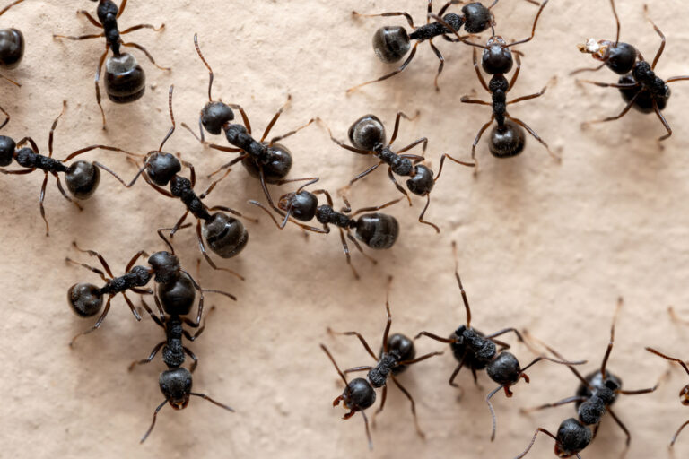 17 Warning Systems Animals Use to Survive Threats