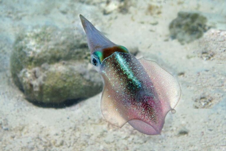 17 Warning Systems Animals Use to Survive Threats