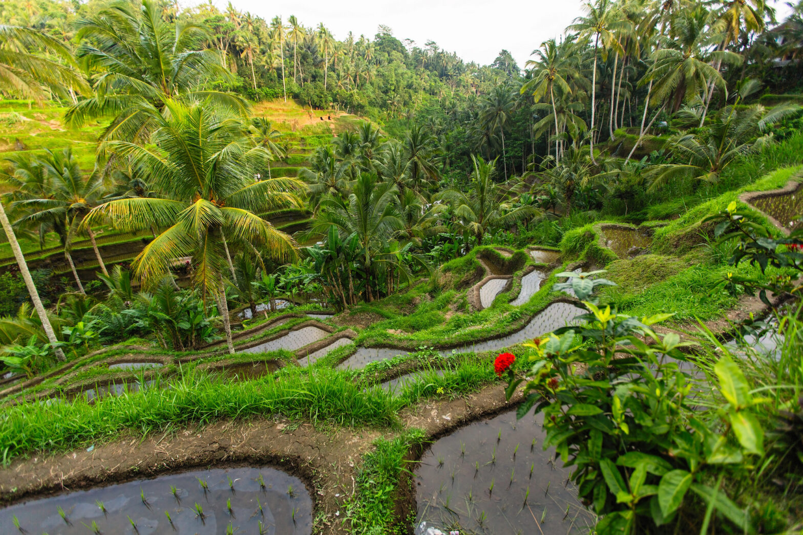 17 Ancient Farming Tricks That Fed Massive Populations