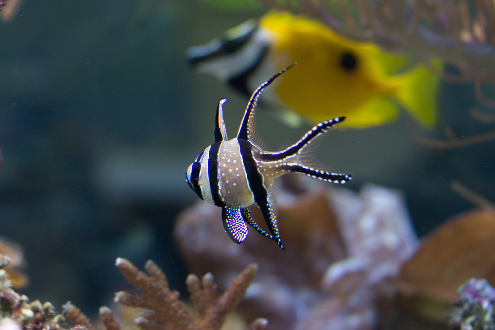 Not Normal Fish 16 Fish Species That Behave Nothing Like We Thought