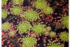 17 Patterns in Nature That Repeat Everywhere