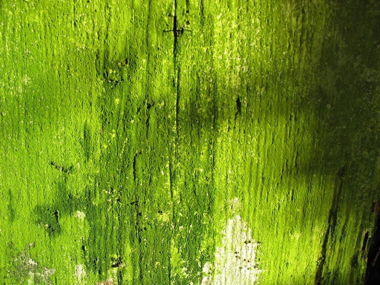 Bioarcitexture Examples 15 Amazing Examples of Bio-Architecture Around the World