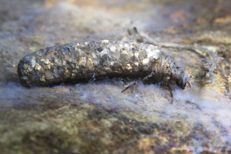 12 Animals That Build the Most Complex Structures