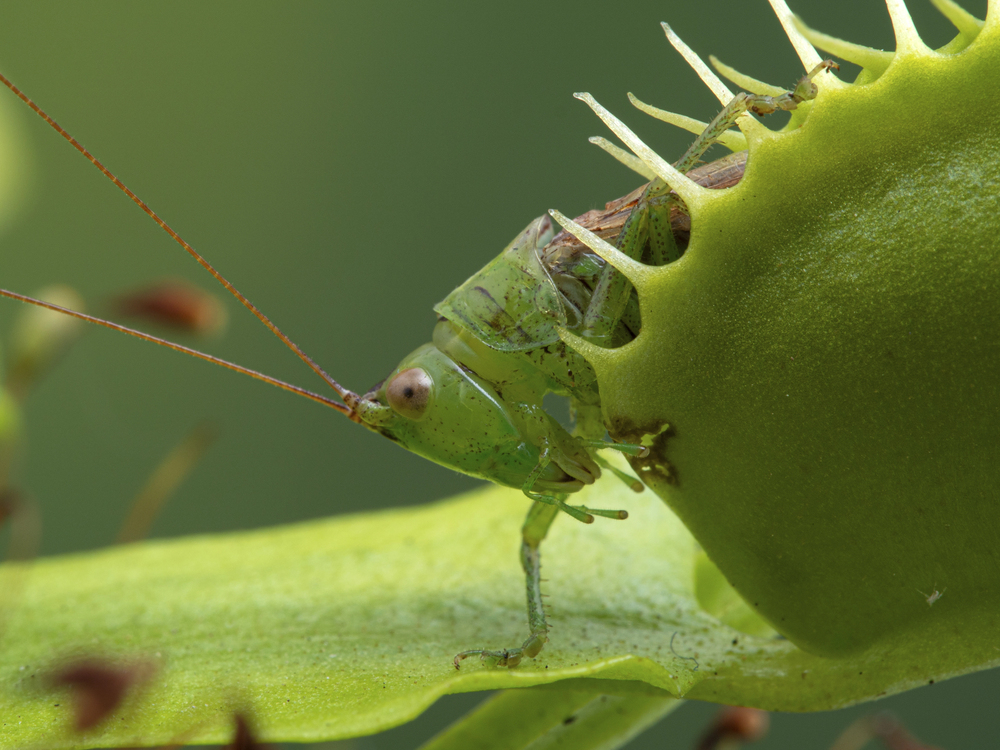 15 Plants That Digest Insects