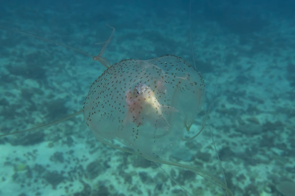 Box Jellyfish Swimming Ocean Philippines — Stock Photo, Image